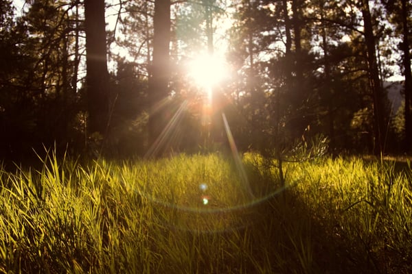 How Light Affects the Brain